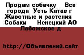 Продам собачку  - Все города, Усть-Катав г. Животные и растения » Собаки   . Ненецкий АО,Лабожское д.